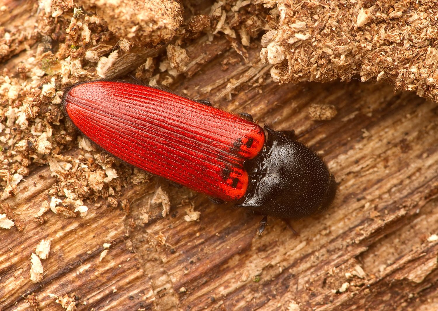 Ampedus rufipennis