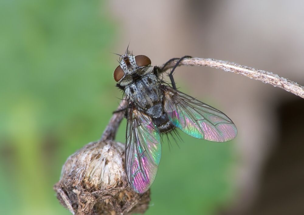 Voria ruralis