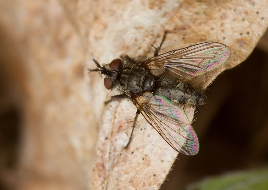 Lecanipa bicincta