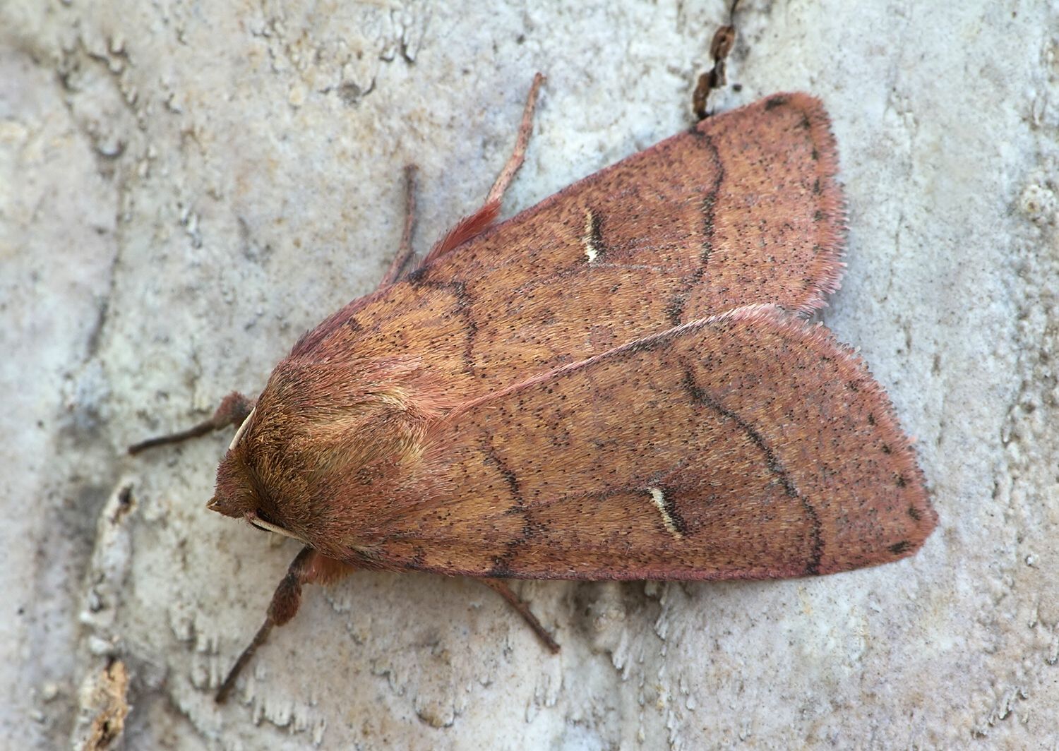 Mythimna turca