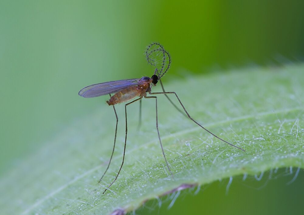 Mayetiola destructor