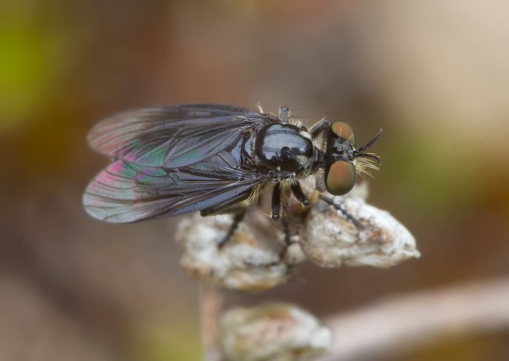 Holopogon dimidiatus