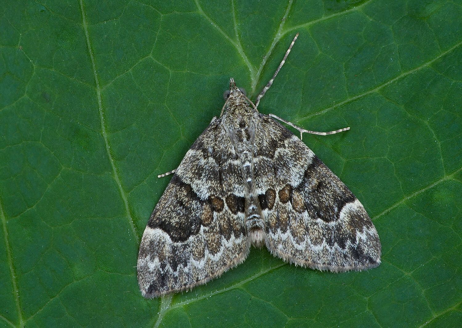 Thera britannica cf.