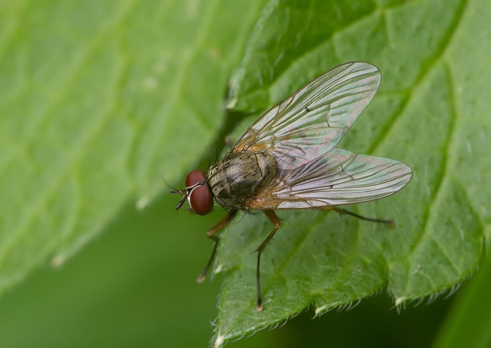 Phaonia angelicae