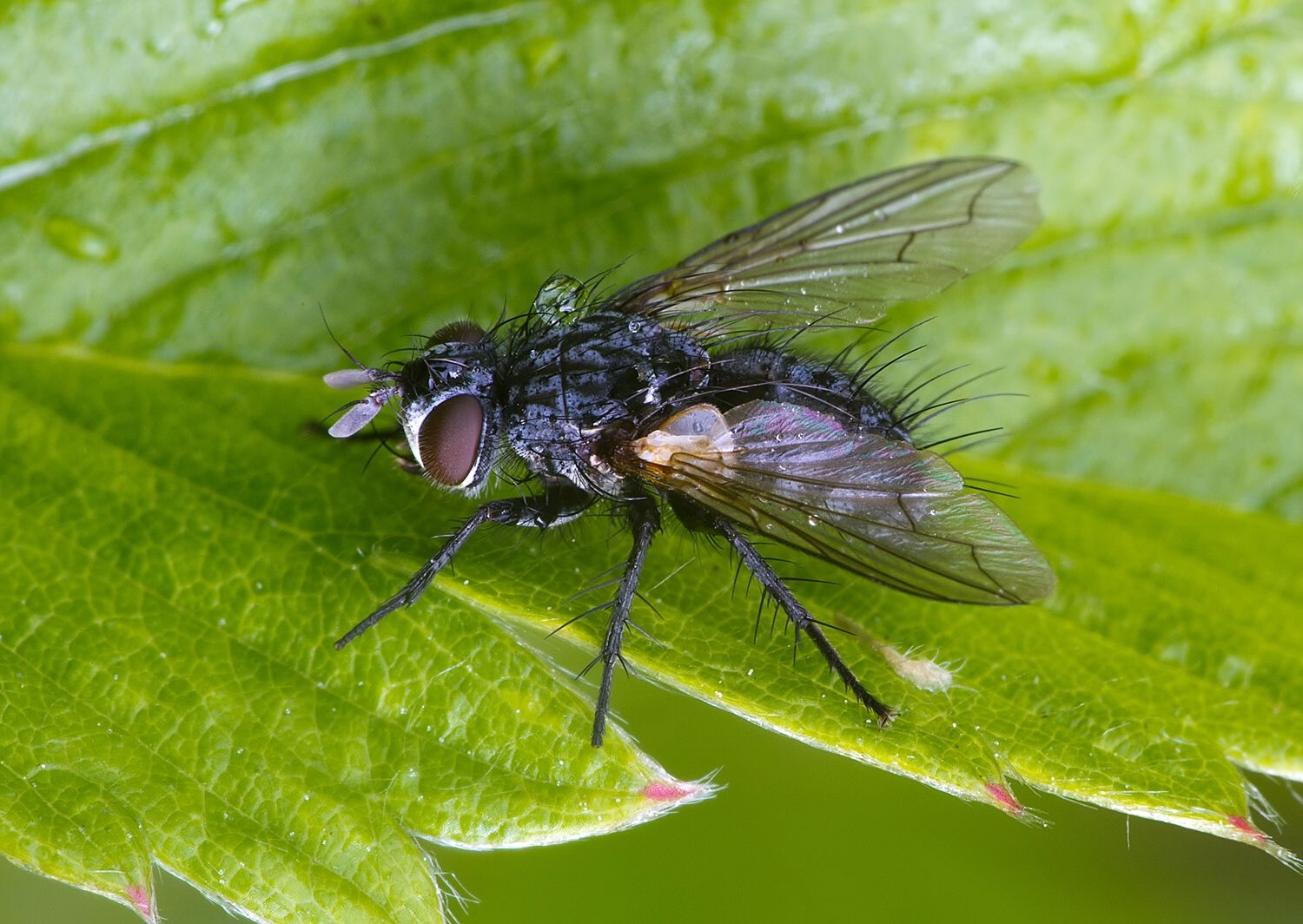 Platymya fimbriata
