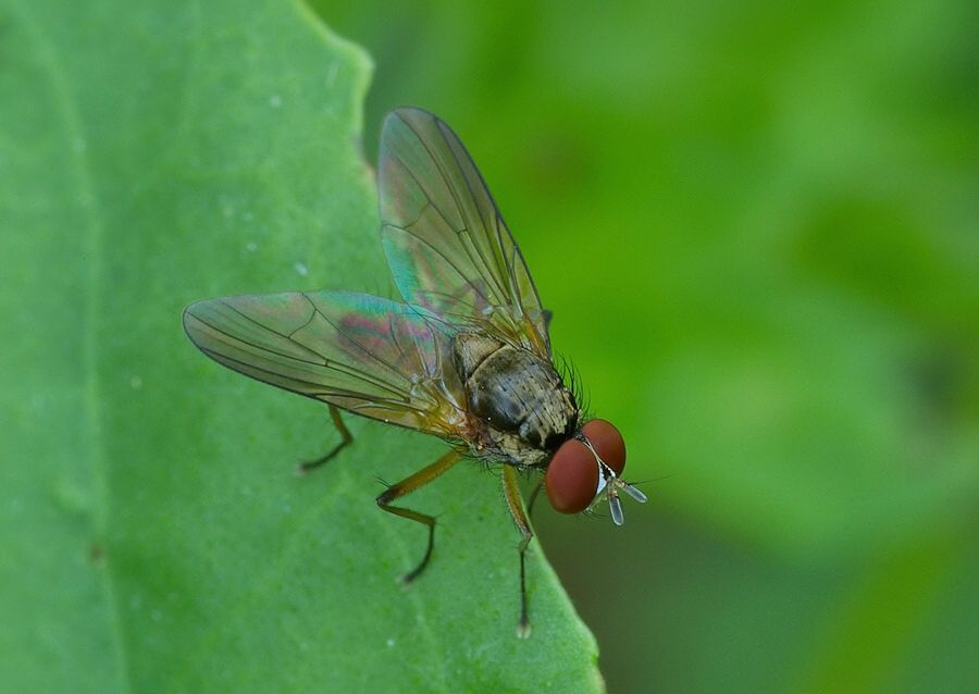 Hylemya nigrimana
