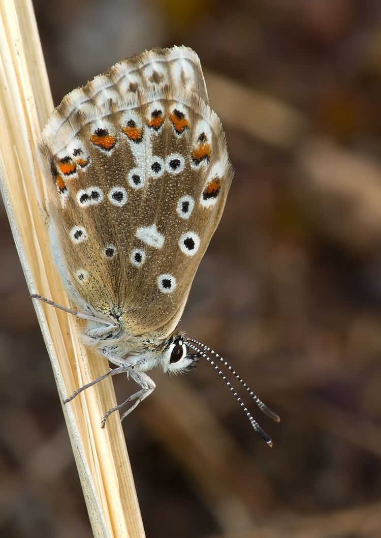 Polyommatus slovacus