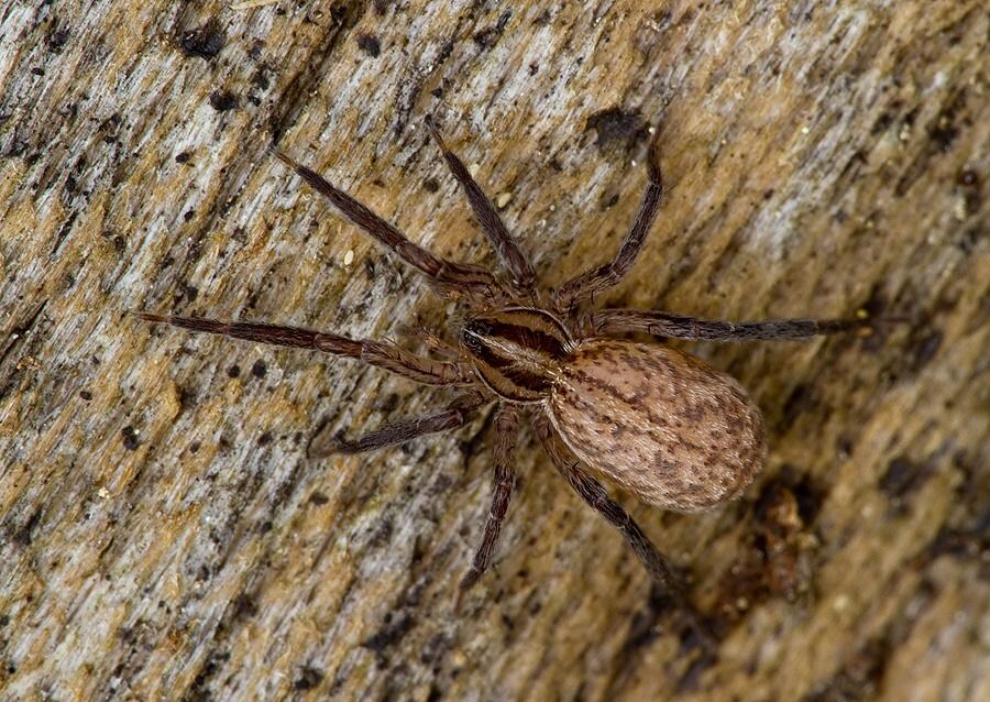 Zora cf. silvestris