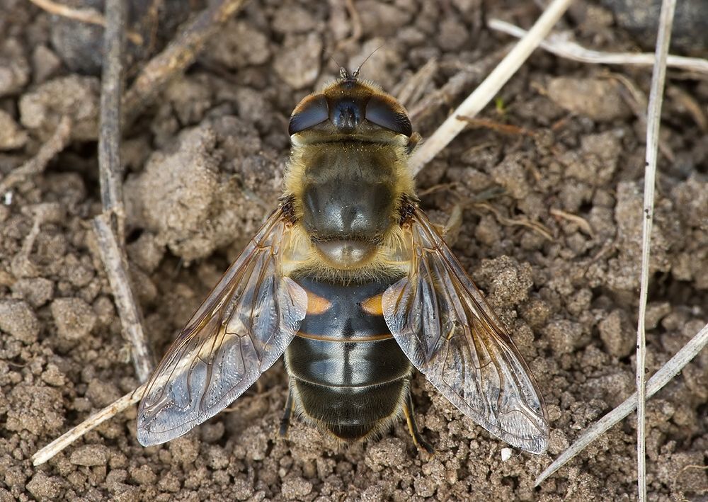 Eristalis tenax