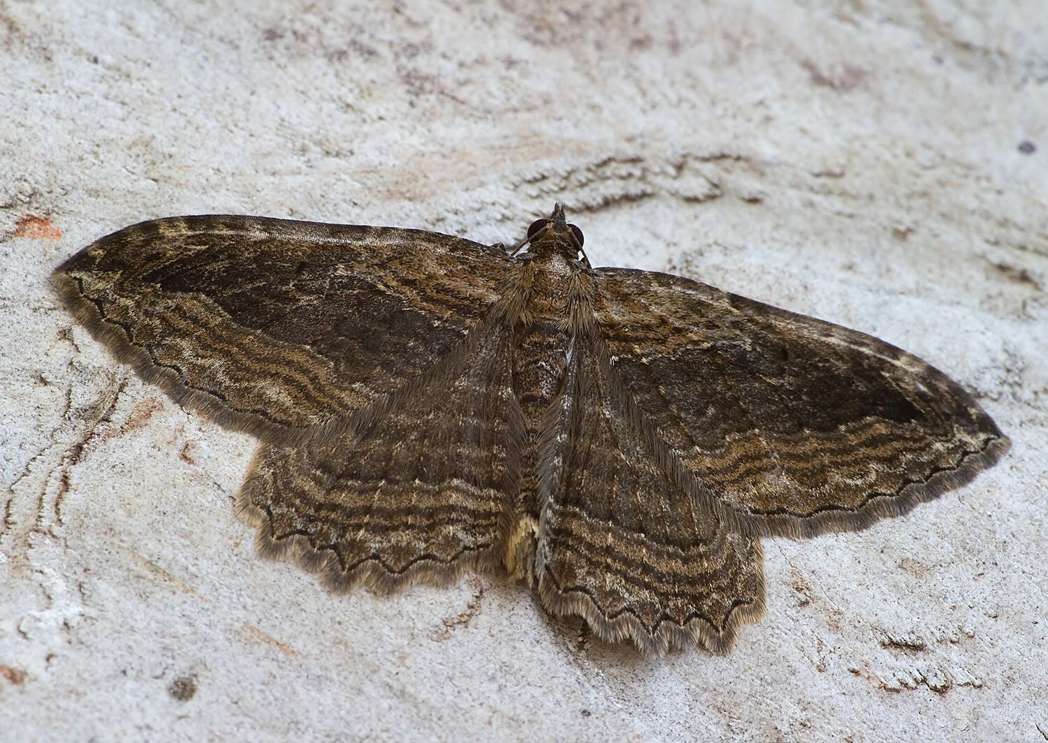 Philereme transversata