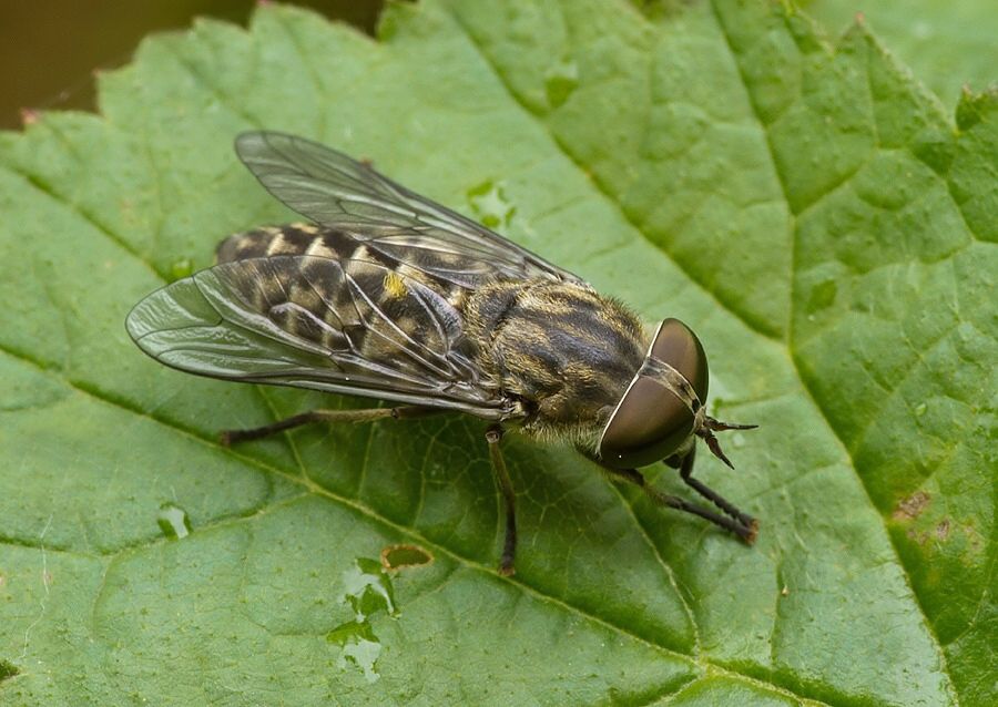 Tabanus bromius