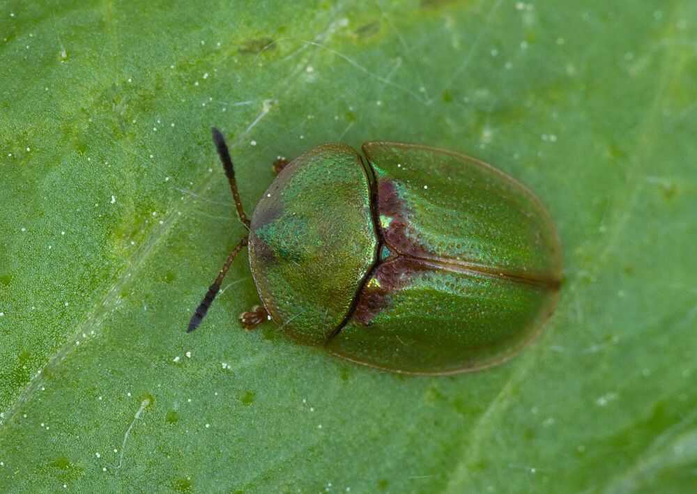 Cassida sanguinolenta cf.