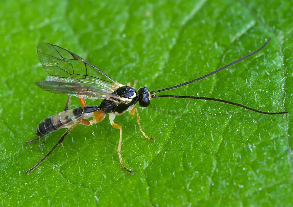Syrphoctonus tarsatorius cf.