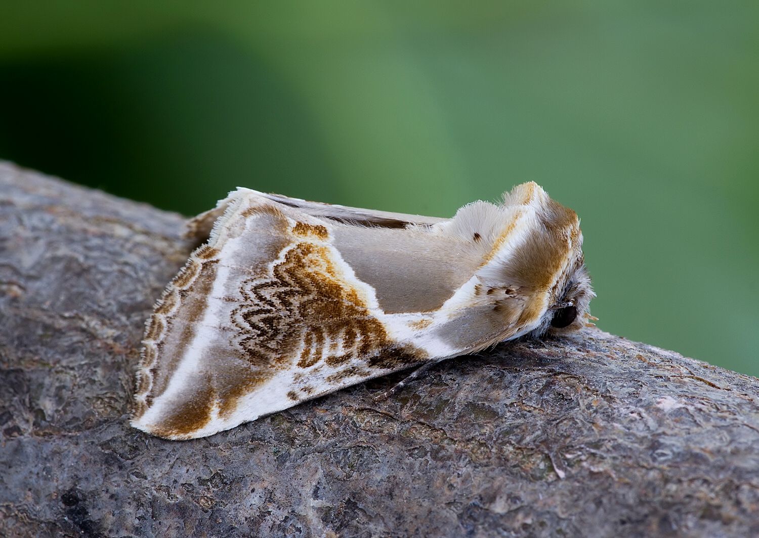 Habrosyne pyritoides