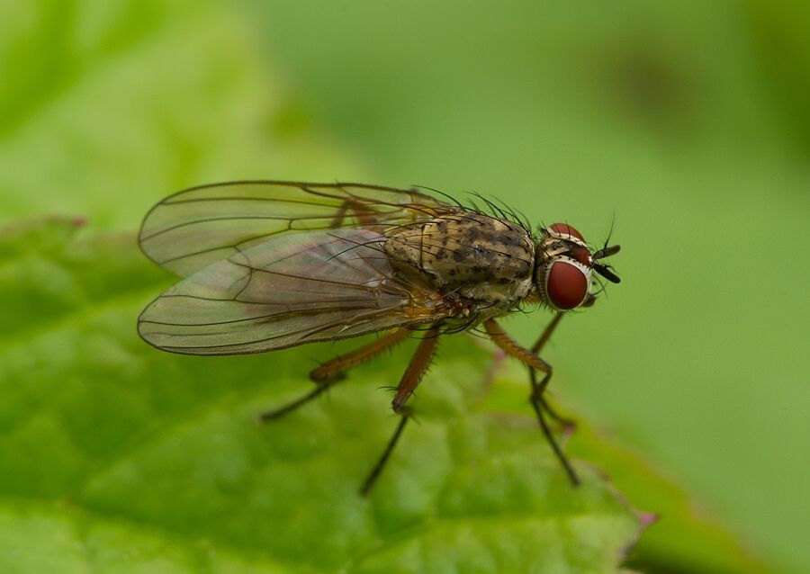 Hylemya vagans