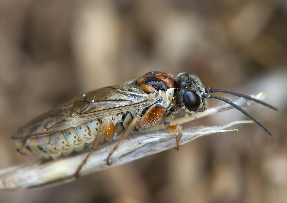 Periclista albida
