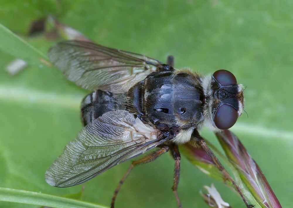 Hypoderma diana