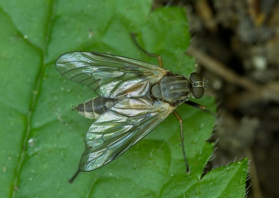 Rhagio conspicuus