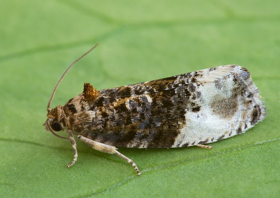 Hedya nubiferana