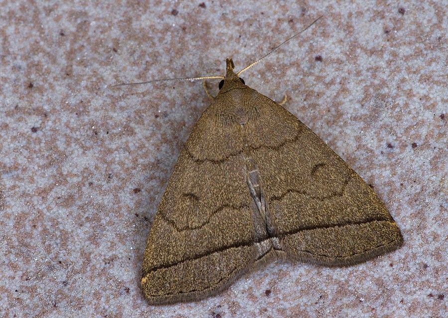 Zanclognatha tarsipennalis