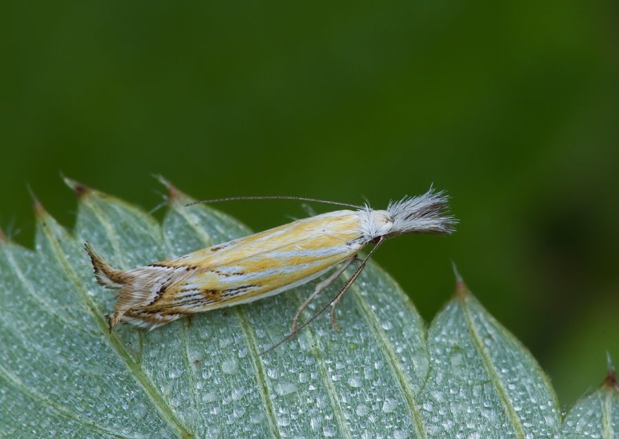 Holoscolia huebneri