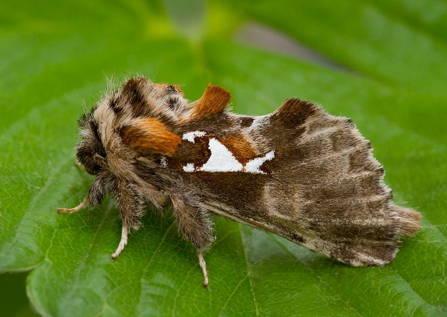Spatalia argentina