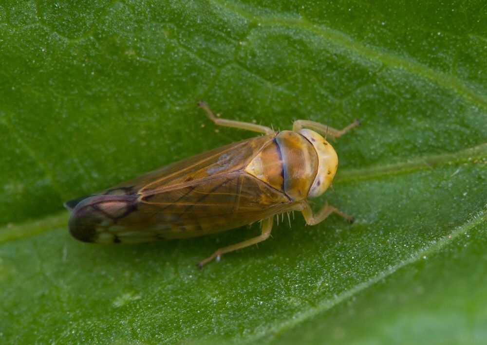 Anoplotettix horvathi cf.