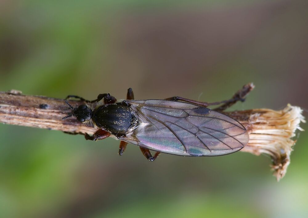 Bibio reticulatus