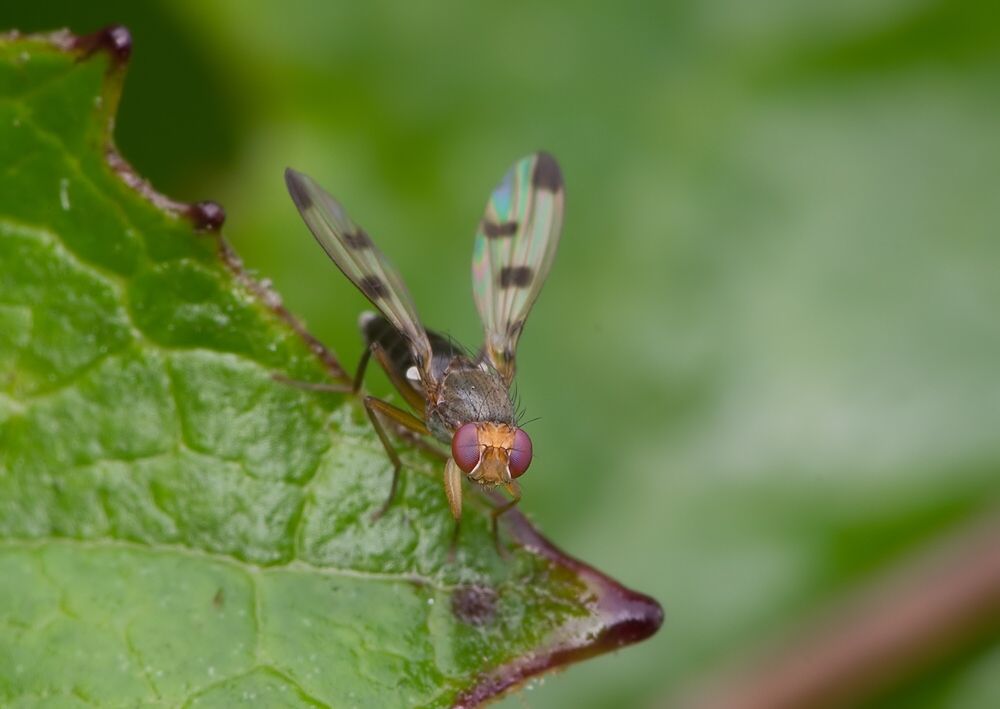 Geomyza tripunctata