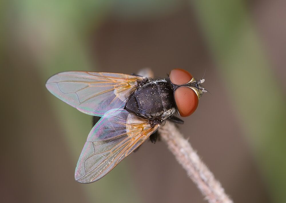 Phasia pusilla