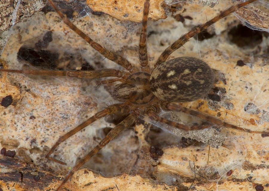 Tegenaria silvestris