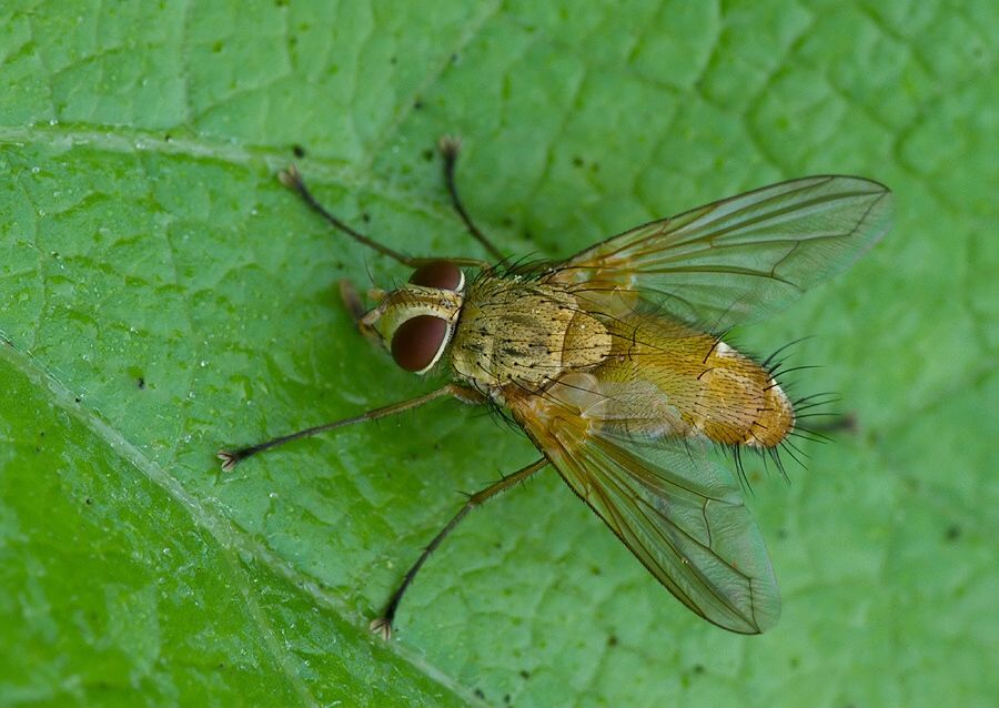 Leskia aurea