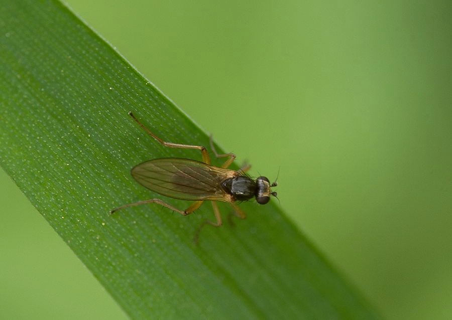Lonchoptera tristis