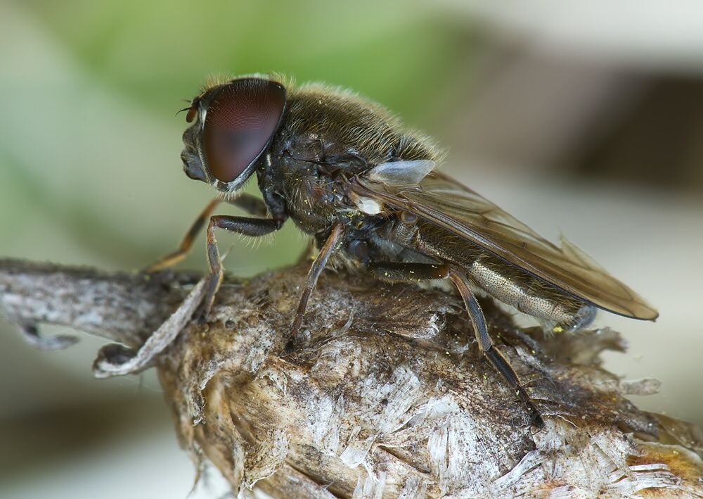 Cheilosia latifrons