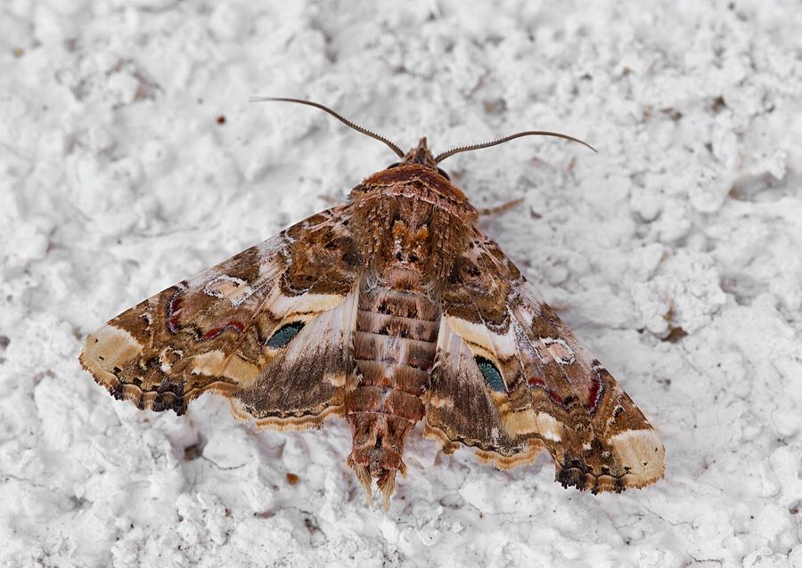 Eutelia adulatrix