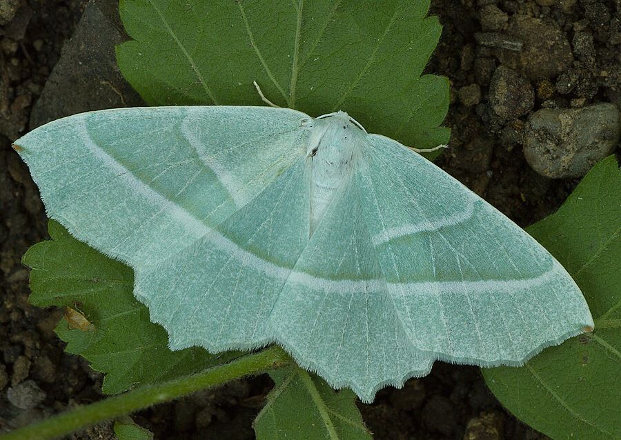 Campaea margaritaria
