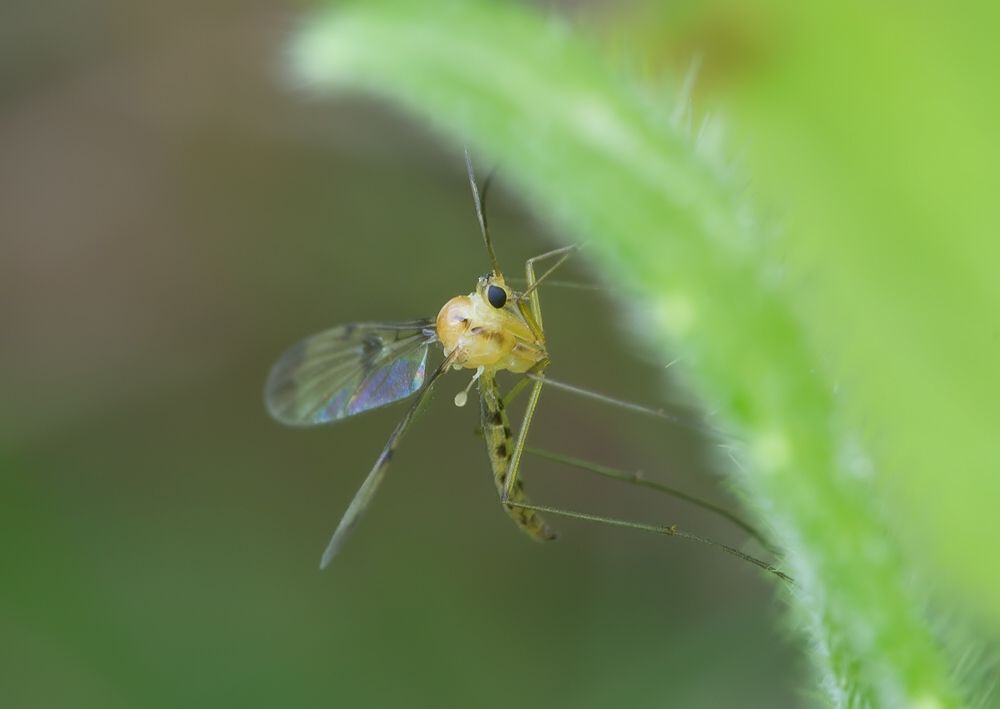 Macrocera phalerata