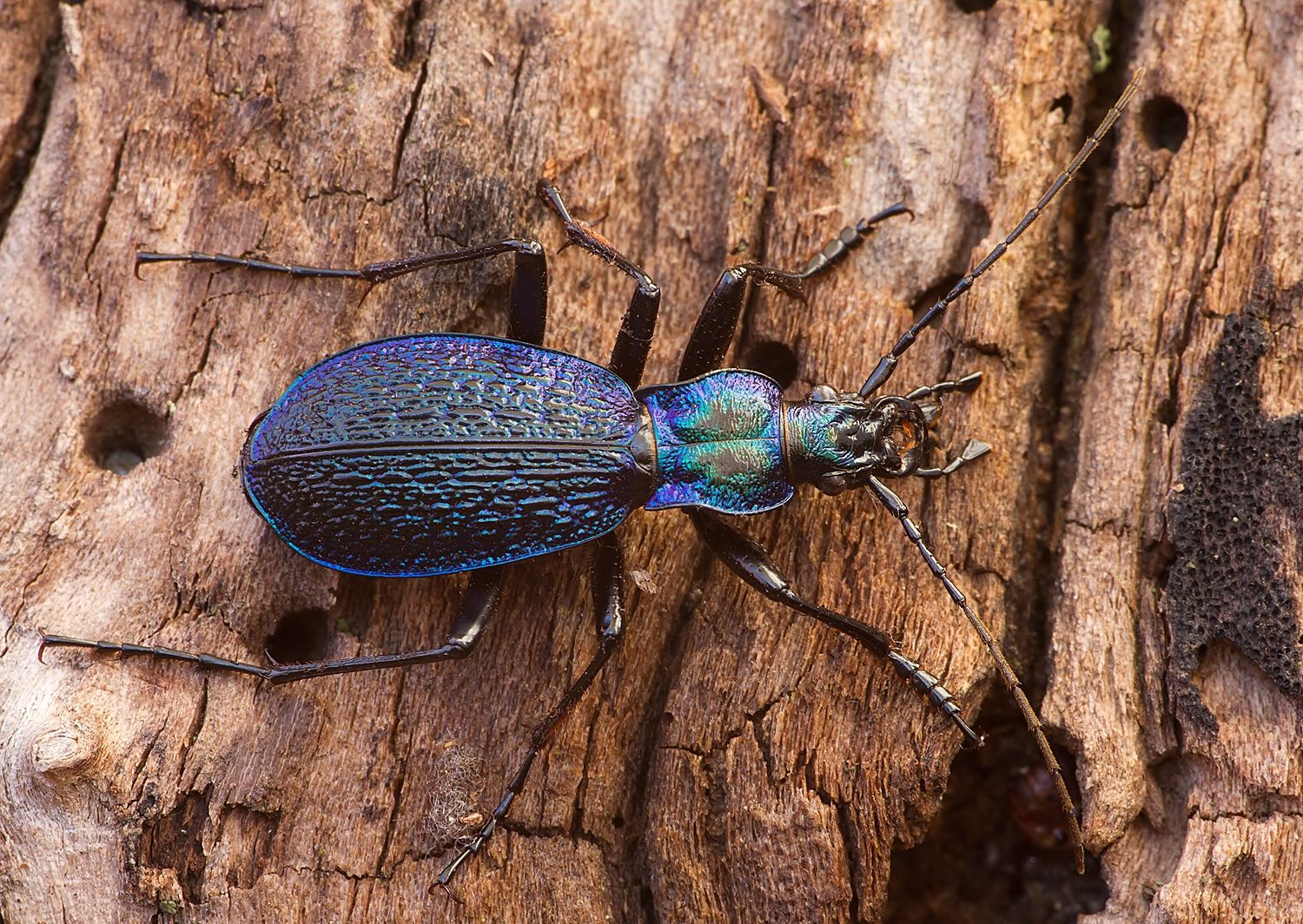Carabus intricatus