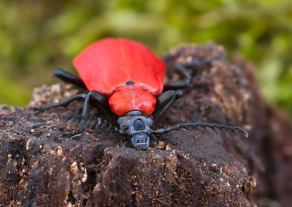 Pyrochroa coccinea