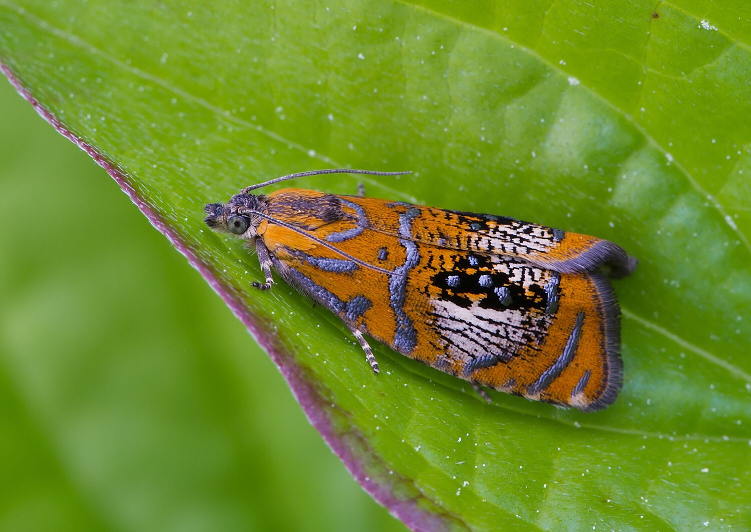 Olethreutes arcuella