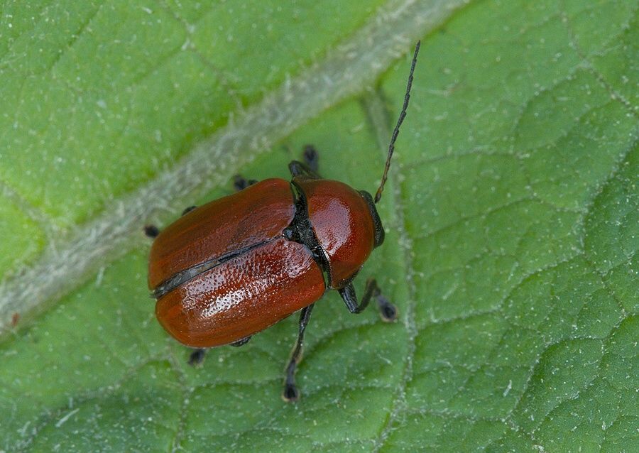 Cryptocephalus coryli