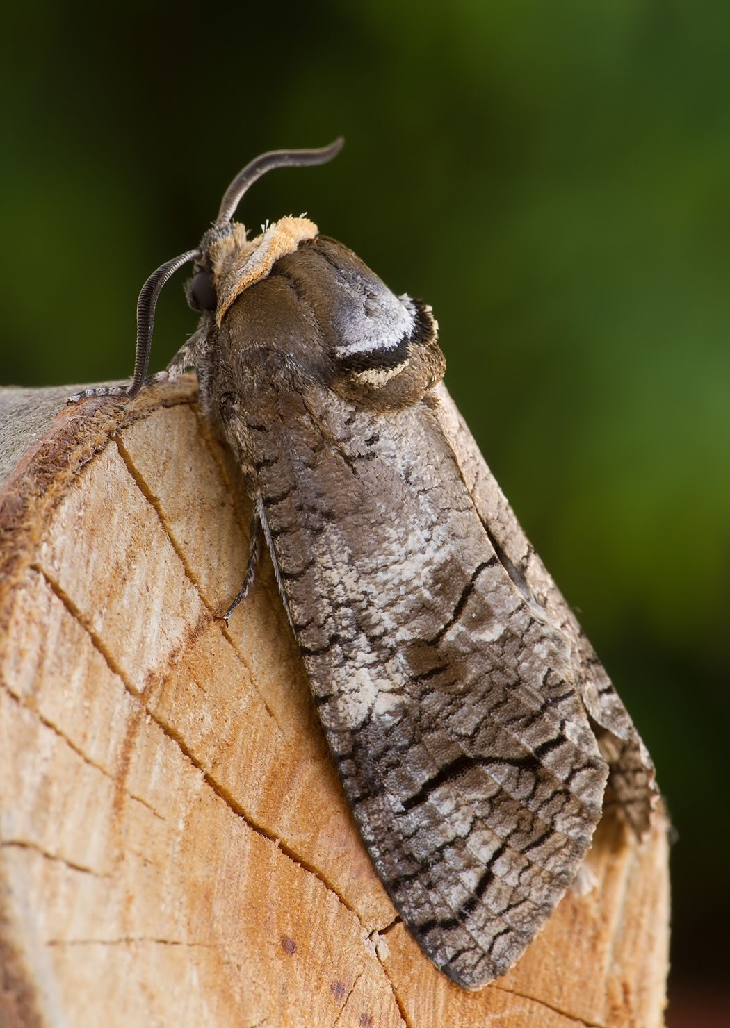 Cossus cossus