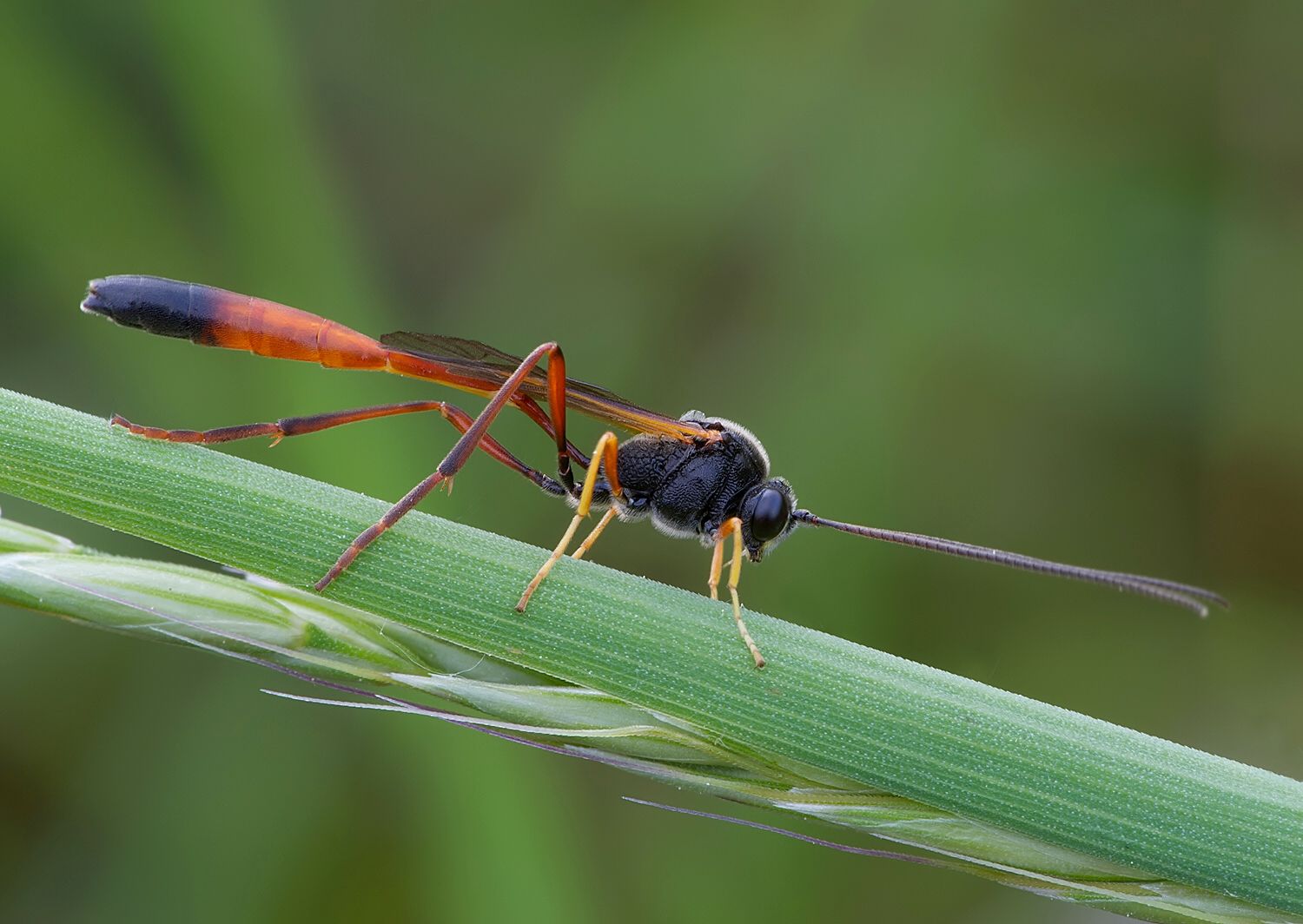 Aphanistes bellicosus