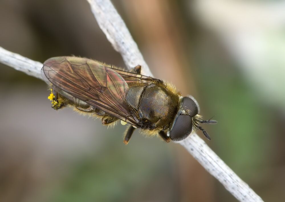 Pipizella virens