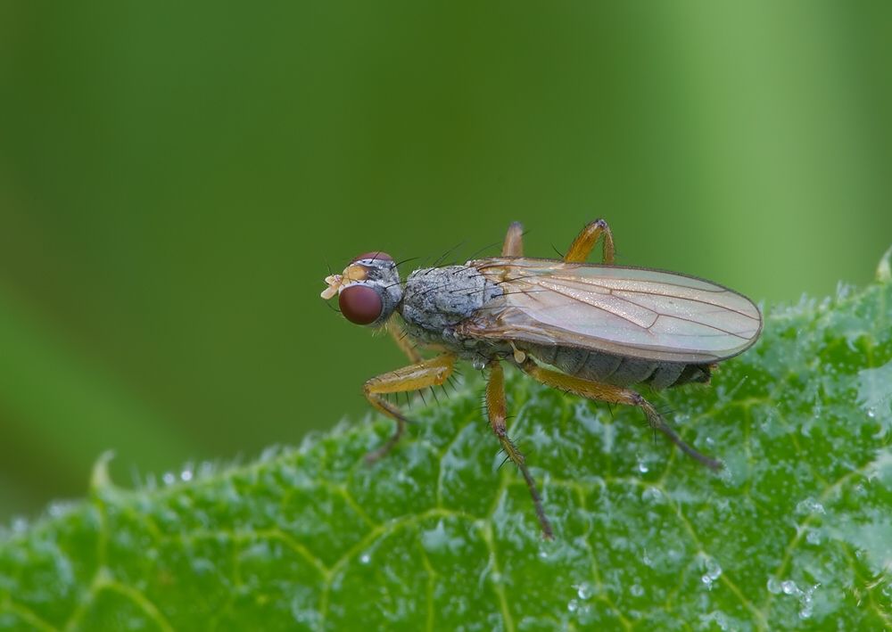Coenosia mollicula