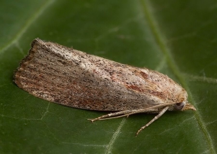 Galleria mellonella