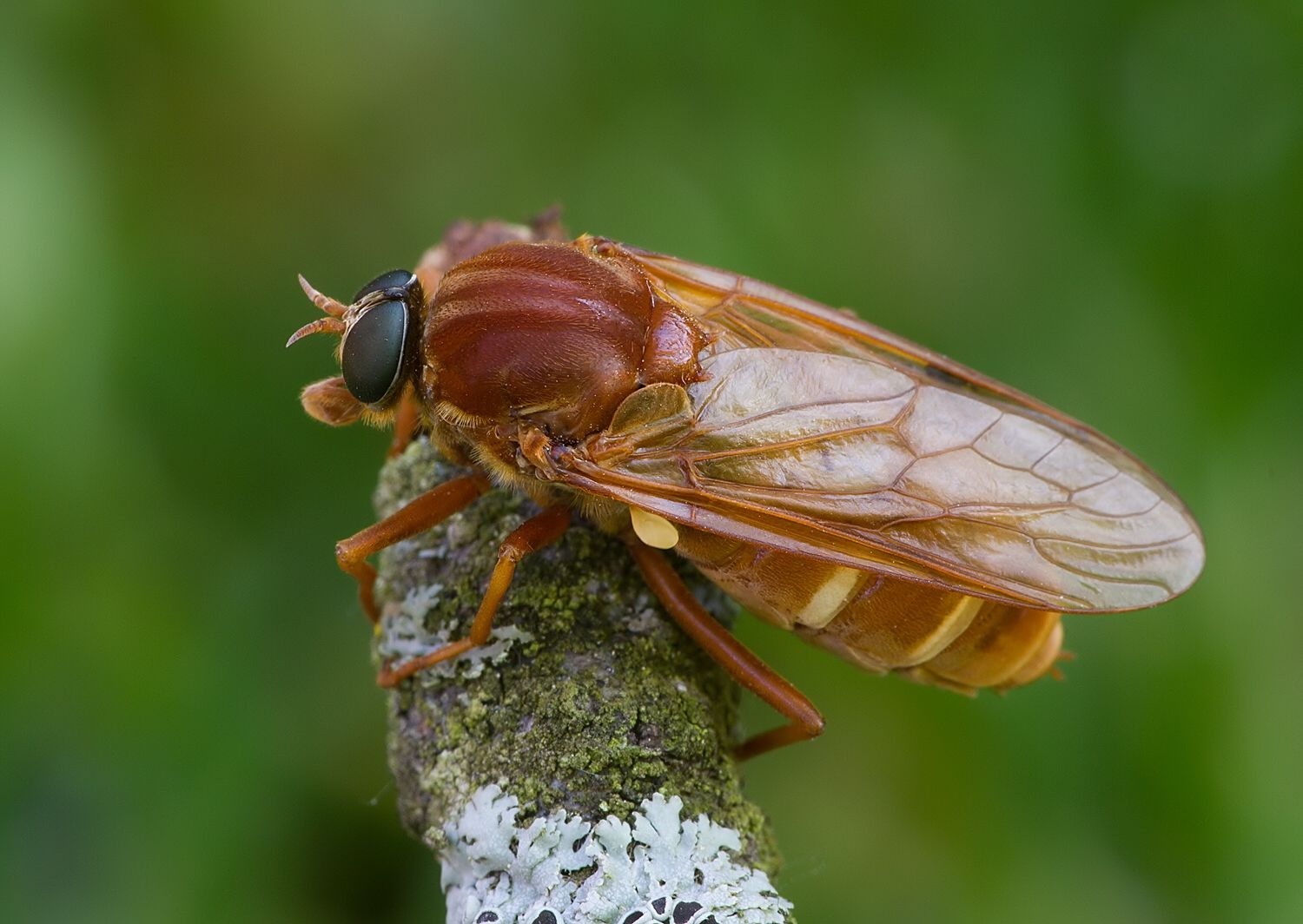 Coenomyia ferruginea