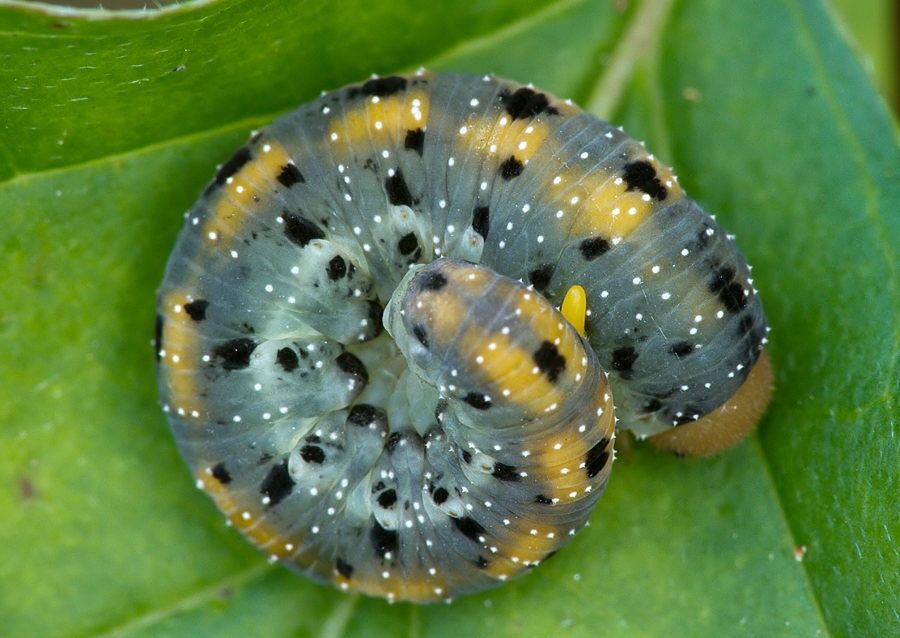 Abia sp.