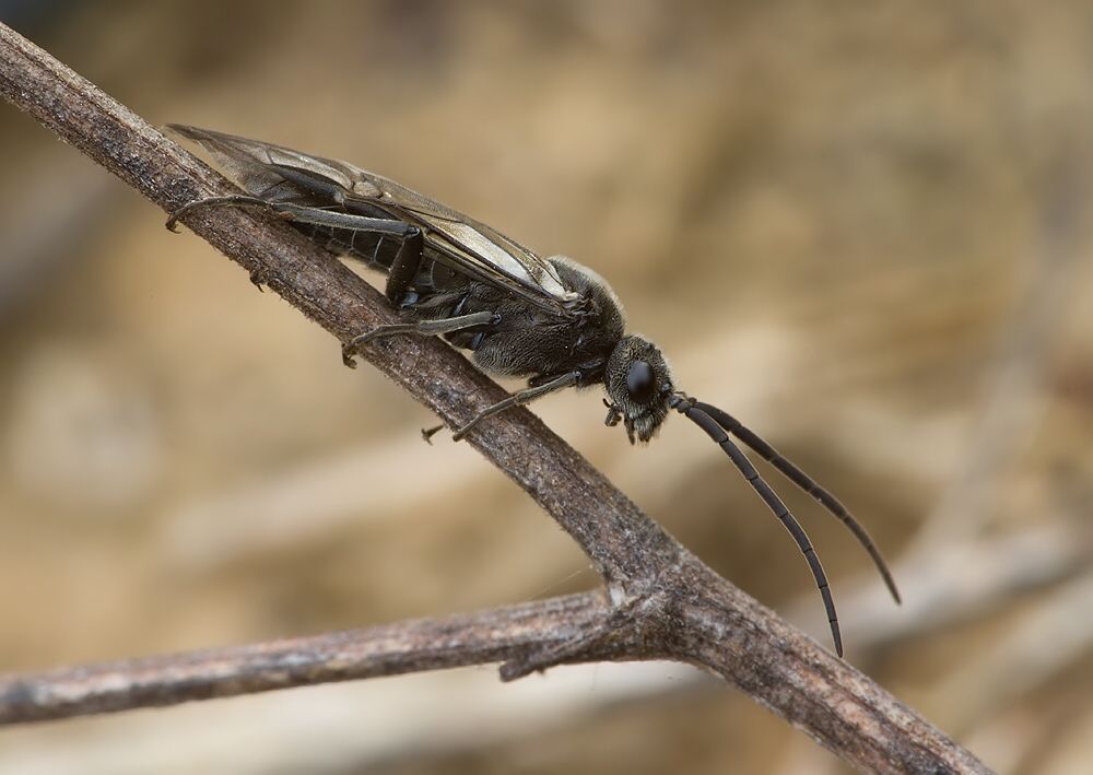 Phymatocera aterrima
