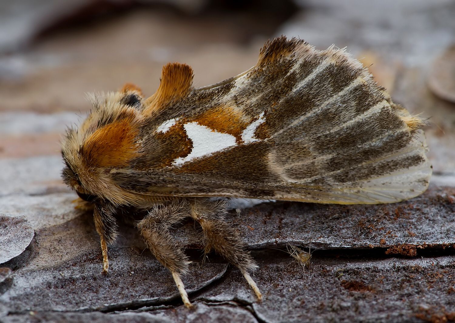 Spatalia argentina